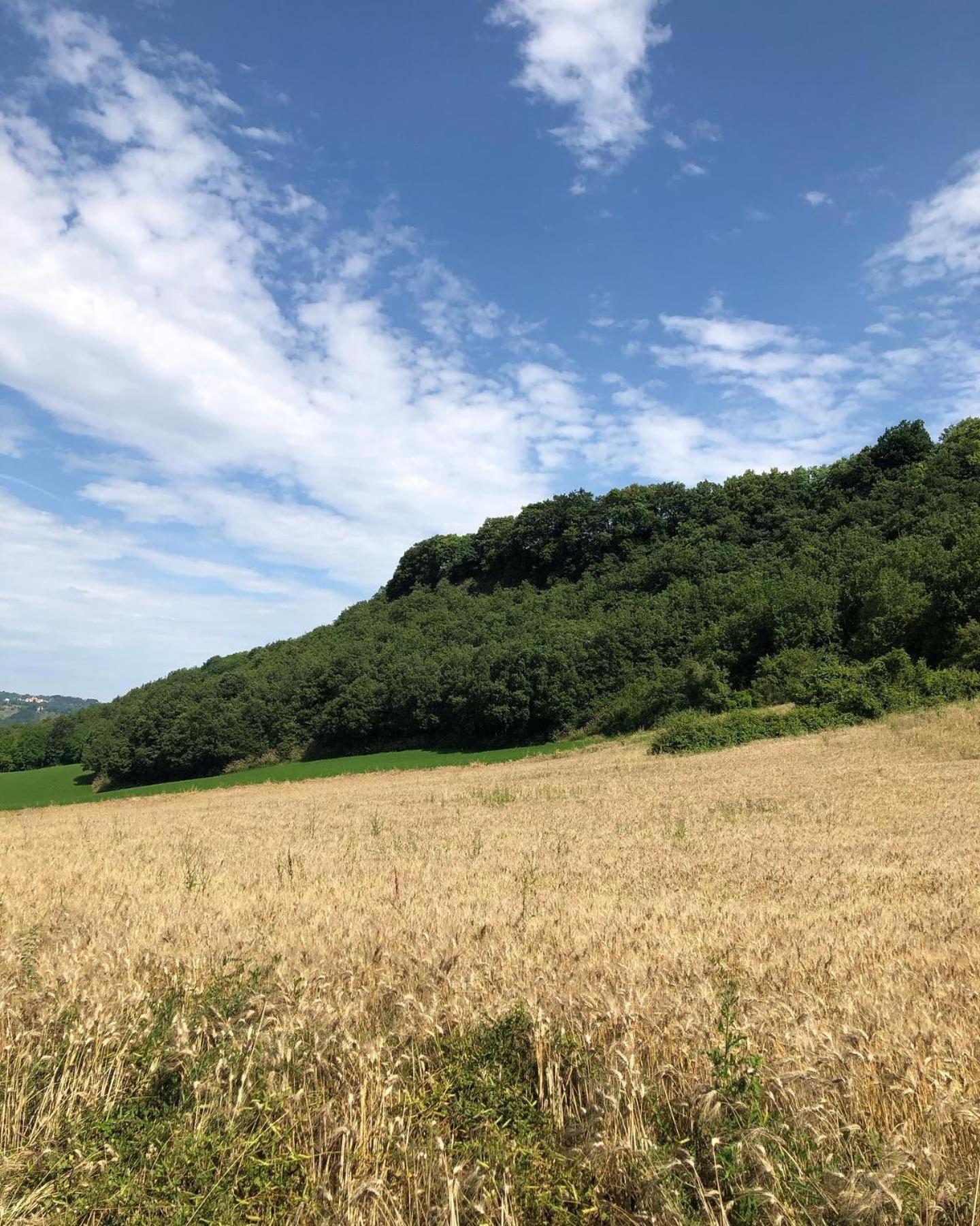 Agriturismo L'Esinante Cupramontana Dış mekan fotoğraf